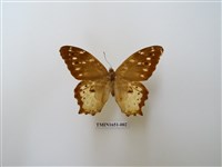 藏品(白斑蔭眼蝶)的圖片